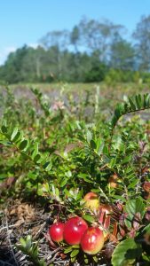 Ripening cranberries at Rocky Pond Bog at Myles Standish State Park (photo by Marlissa Briggett)