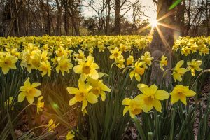 Parsons Reserve by Adam Graves