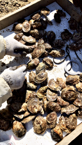 oyster farmer