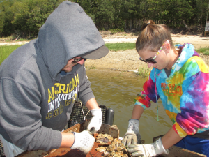 oyster farmer