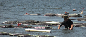 oyster farmer