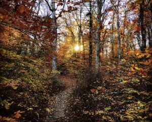 A trail of the Dartmouth Natural Resources Trust