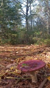 Destruction Brook Woods Reserve