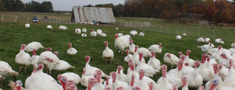 Thanksgiving turkeys
