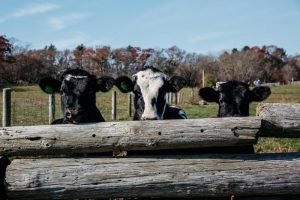 Dairy Farming on the South Coast