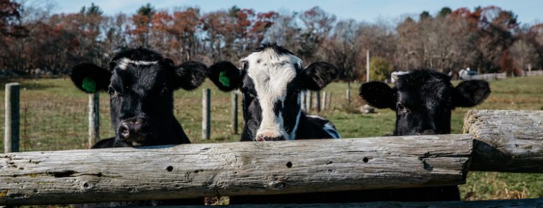 Dairy Farming on the South Coast