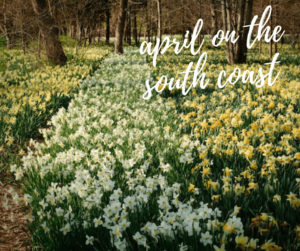 a field of daffodils & title: april on the south coast t