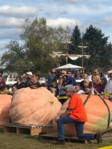 Two giant pumpkins, awaiting weigh in