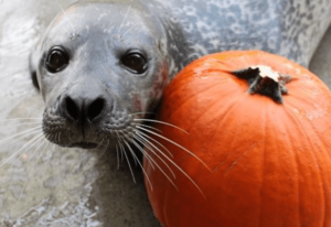 A seal looking up at camera, right next to a pumpkin