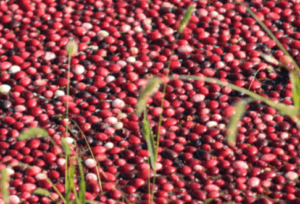 Close up of cranberries floating
