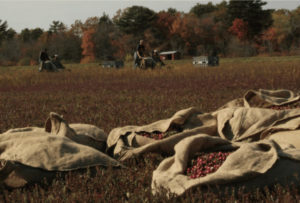 Bags of cranberries in the foreground, cranberry bog behind
