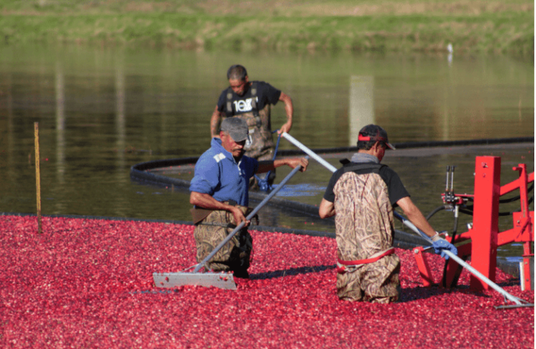 Staying Afloat: Cranberry Farming on the South Coast - South Coast Almanac