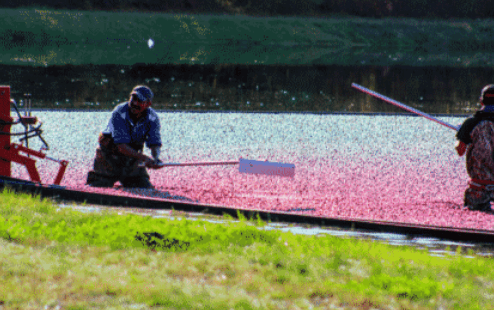 Two farmers, wet harvesting cranberries