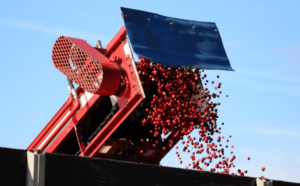 Cranberries, vaccuumed into a truck