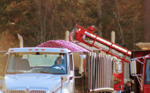 Cranberries loading onto a truck