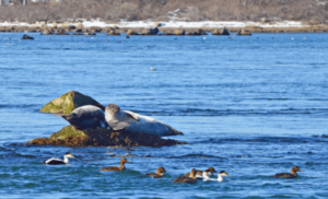 Seals and ducks in Buzzards Bay