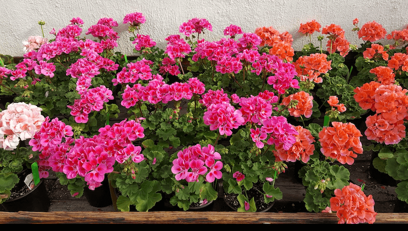 Colorful geraniums all lined up