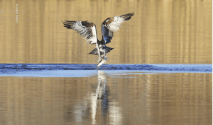 An osprey catching a fish