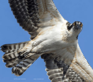 Osprey, circling overhead