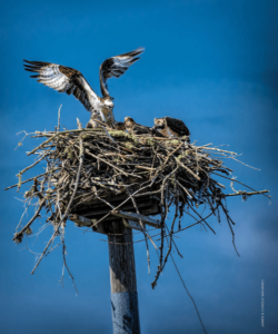 An osprey returning to its young in the nest