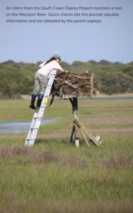 An intern from the South Coast Osprey Project monitors a nest on the Westport River.
