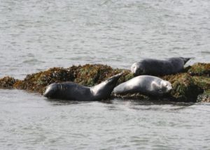 Seals basking on the rocks
