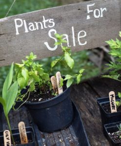 Plants with a "plants for sale" sign