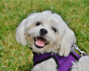 A cute white dog looking at the camera