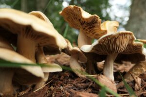 Mushrooms growing