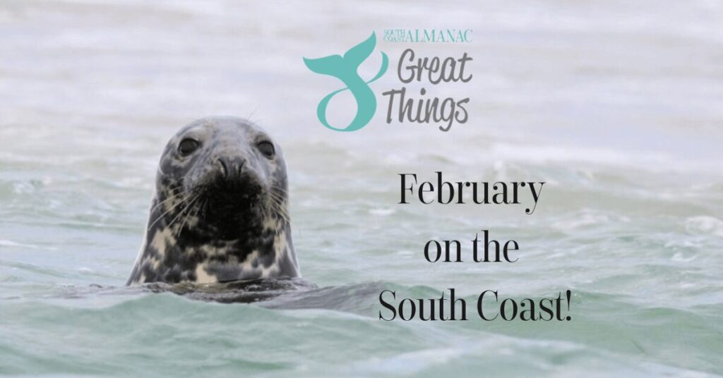 A seal looking at viewer with title 8 Great Things: February on the South Coast