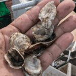 Hand holding oysters