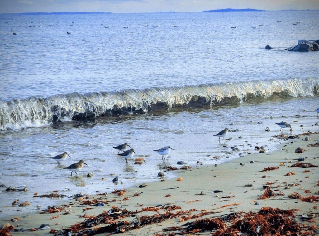 Shoreline at Gooseberry Island