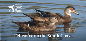 A pair of ducks in water with title: February on the South Coast