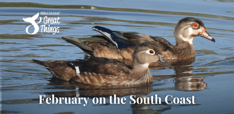A pair of ducks in water with title: February on the South Coast