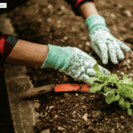 A pair of gloved hands planting in a garden