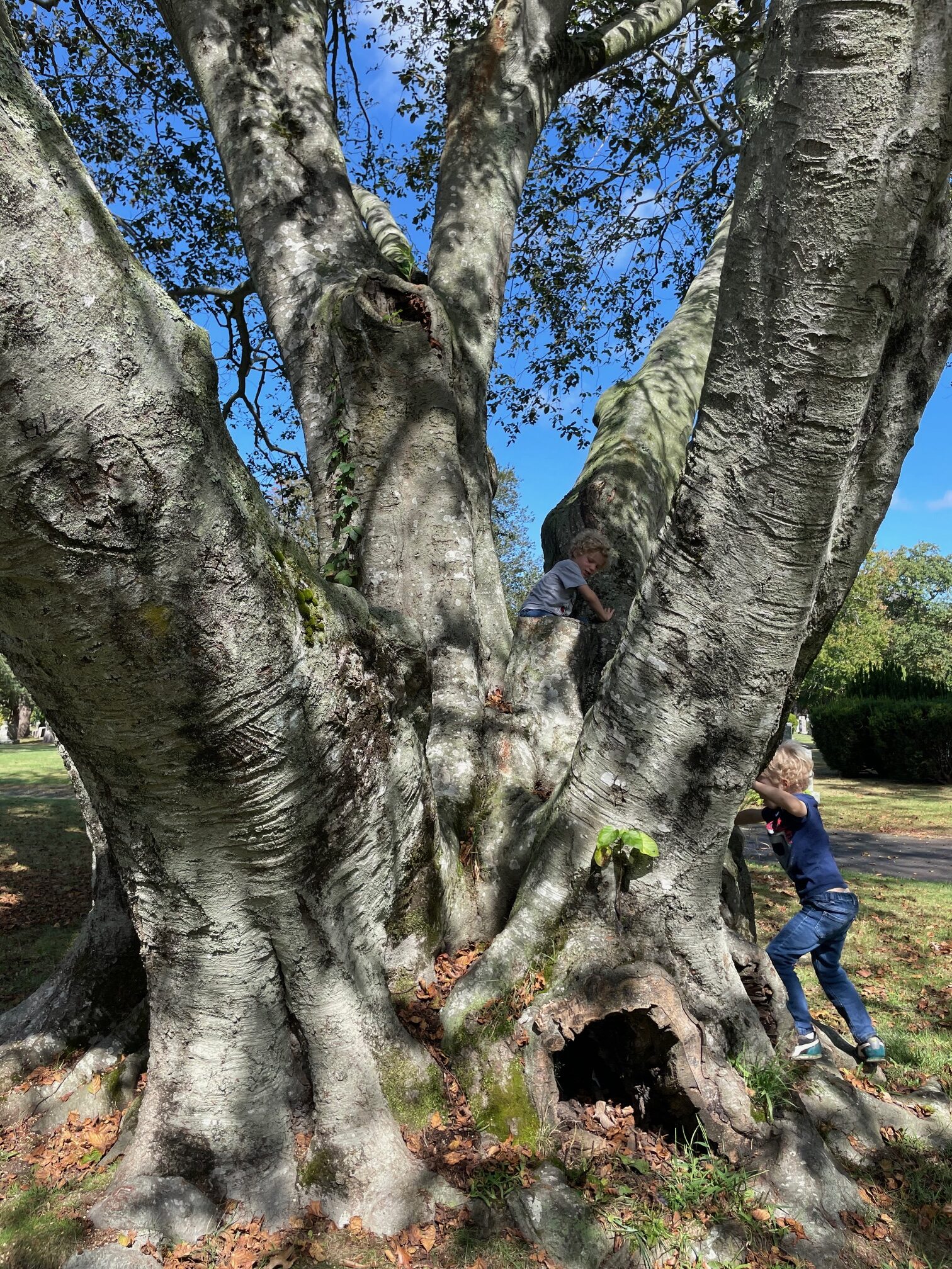 Boys climb on the trunk of the Beech in Riverside Cemetery.