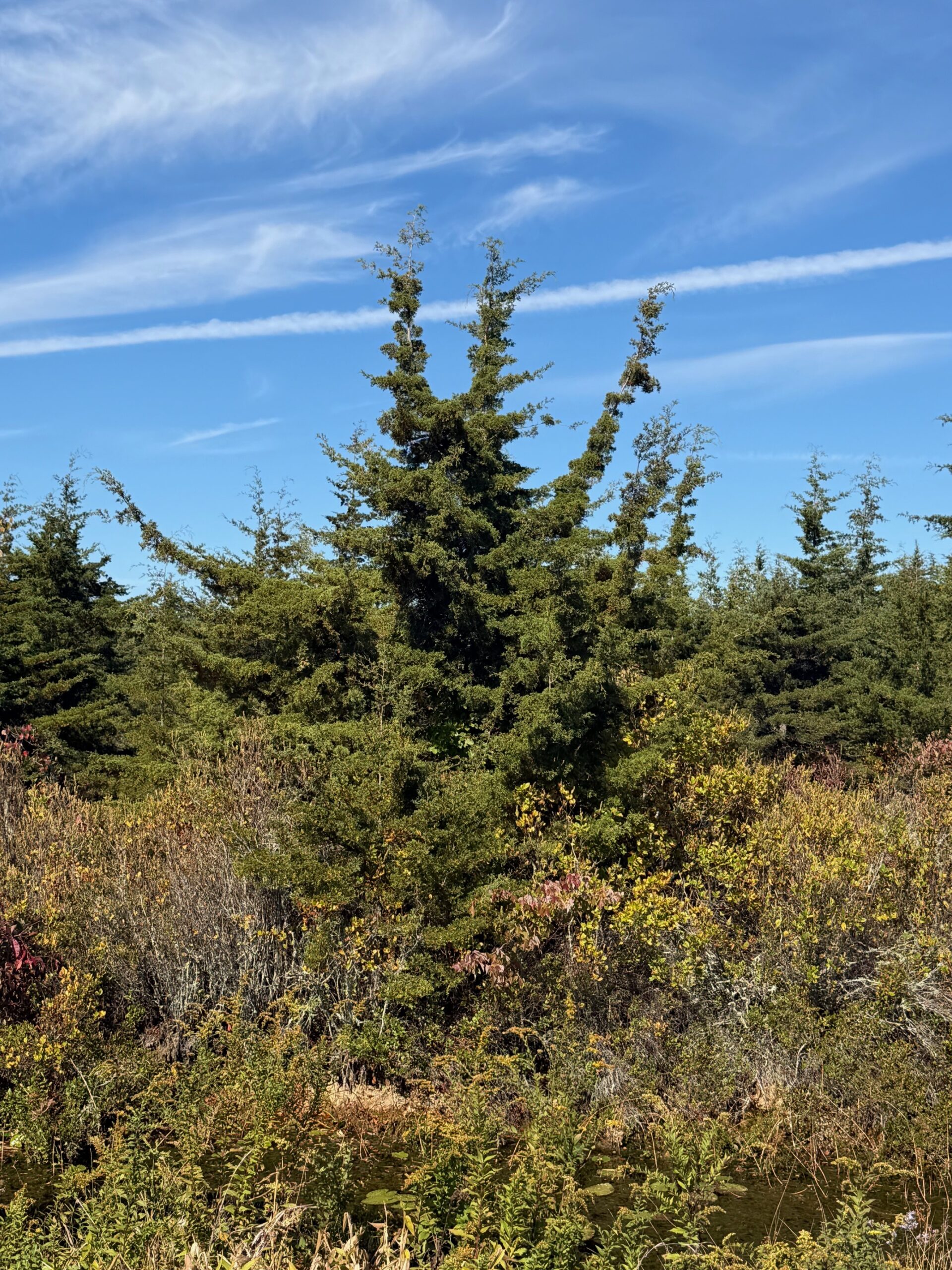 Atlantic white cedar