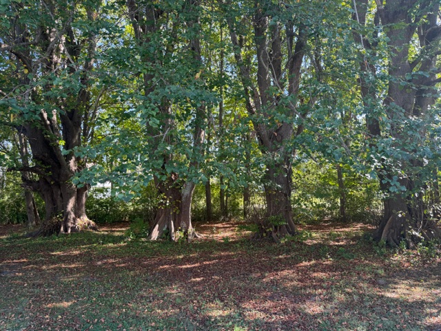 Lindens in Westport