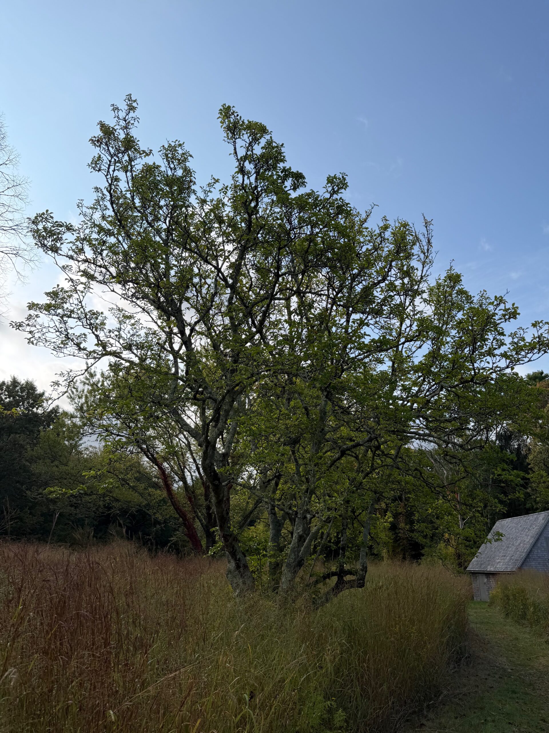 A magnolia in Hamlin Crossing