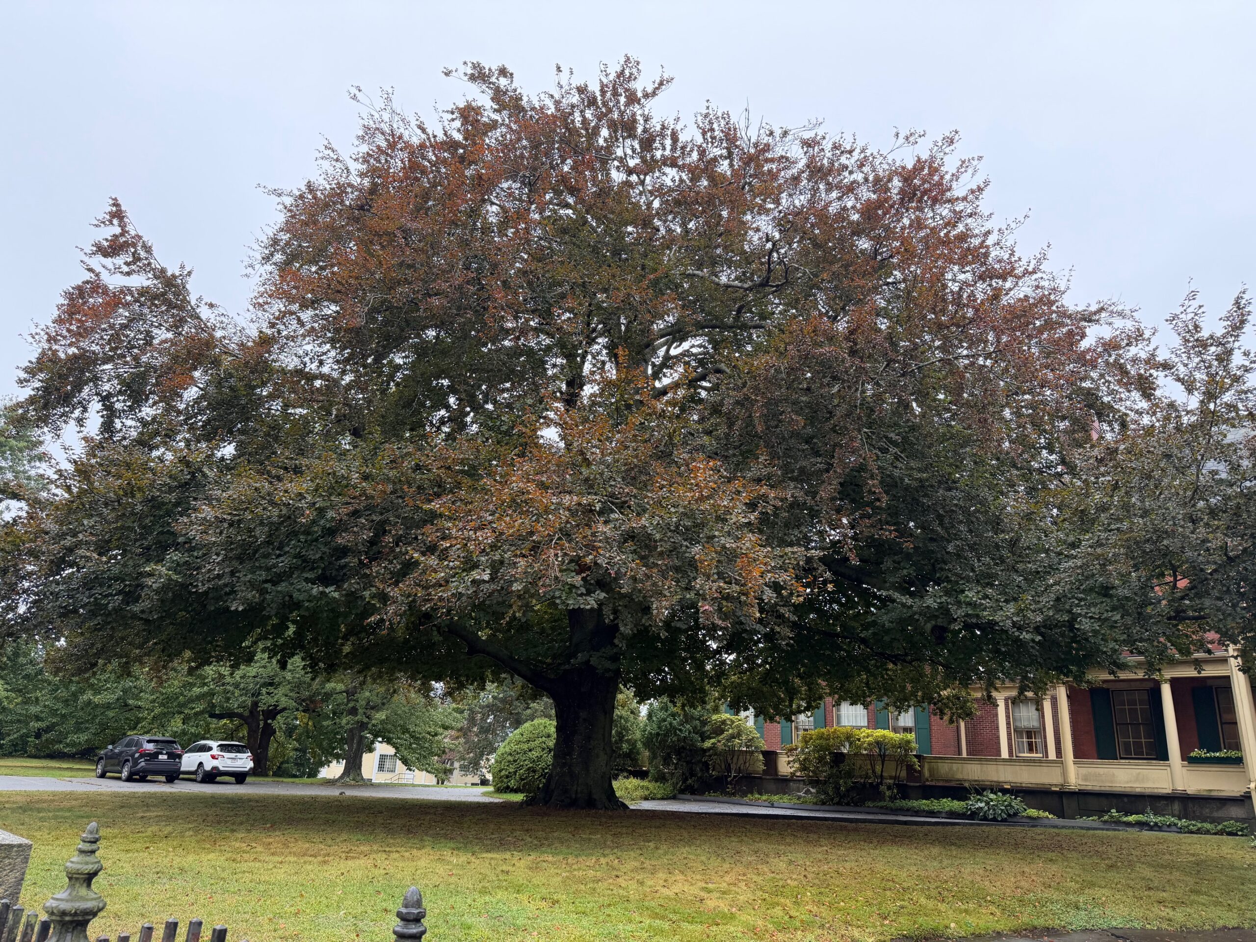 Magnolia at the Wamsutta Club