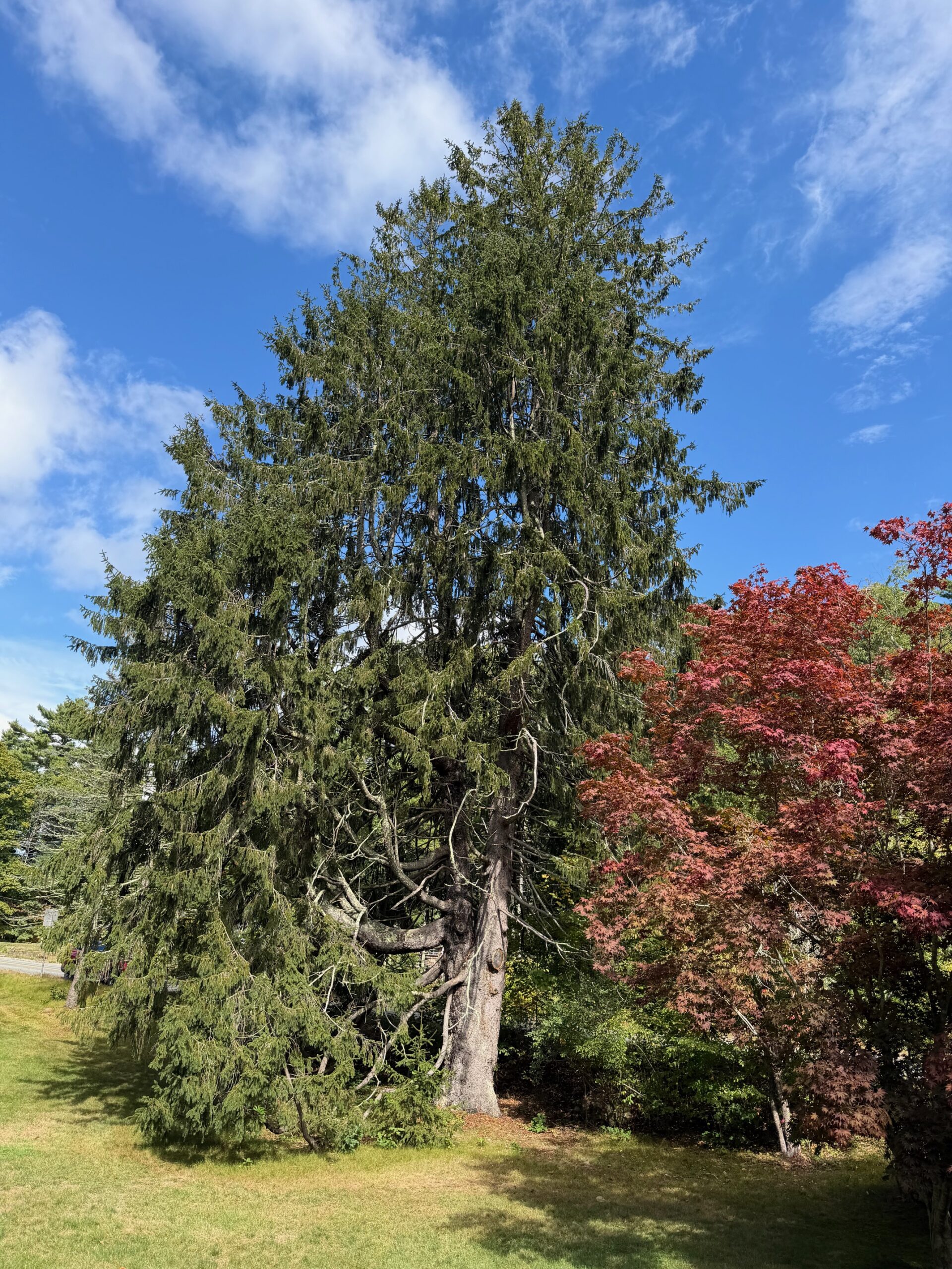 Norwegian Spruce in Carver