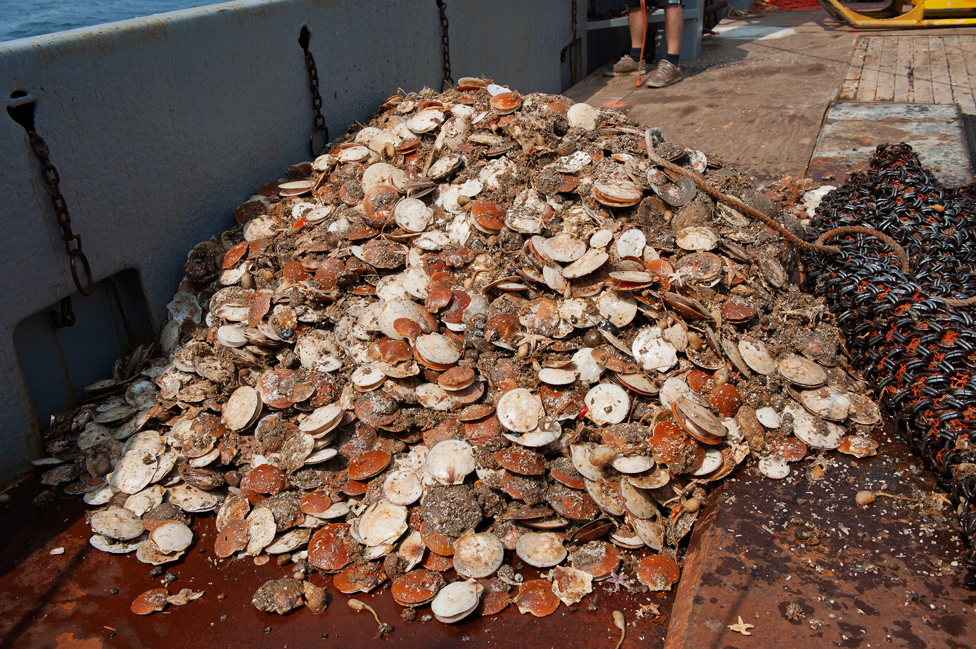 Pile of scallops on a boat Pile of scallops on a boat