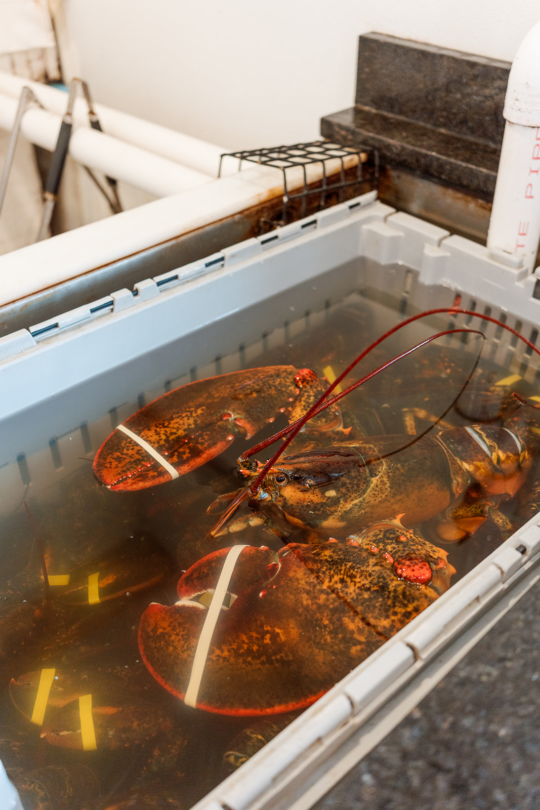 An 11-lb. lobster in the tank.