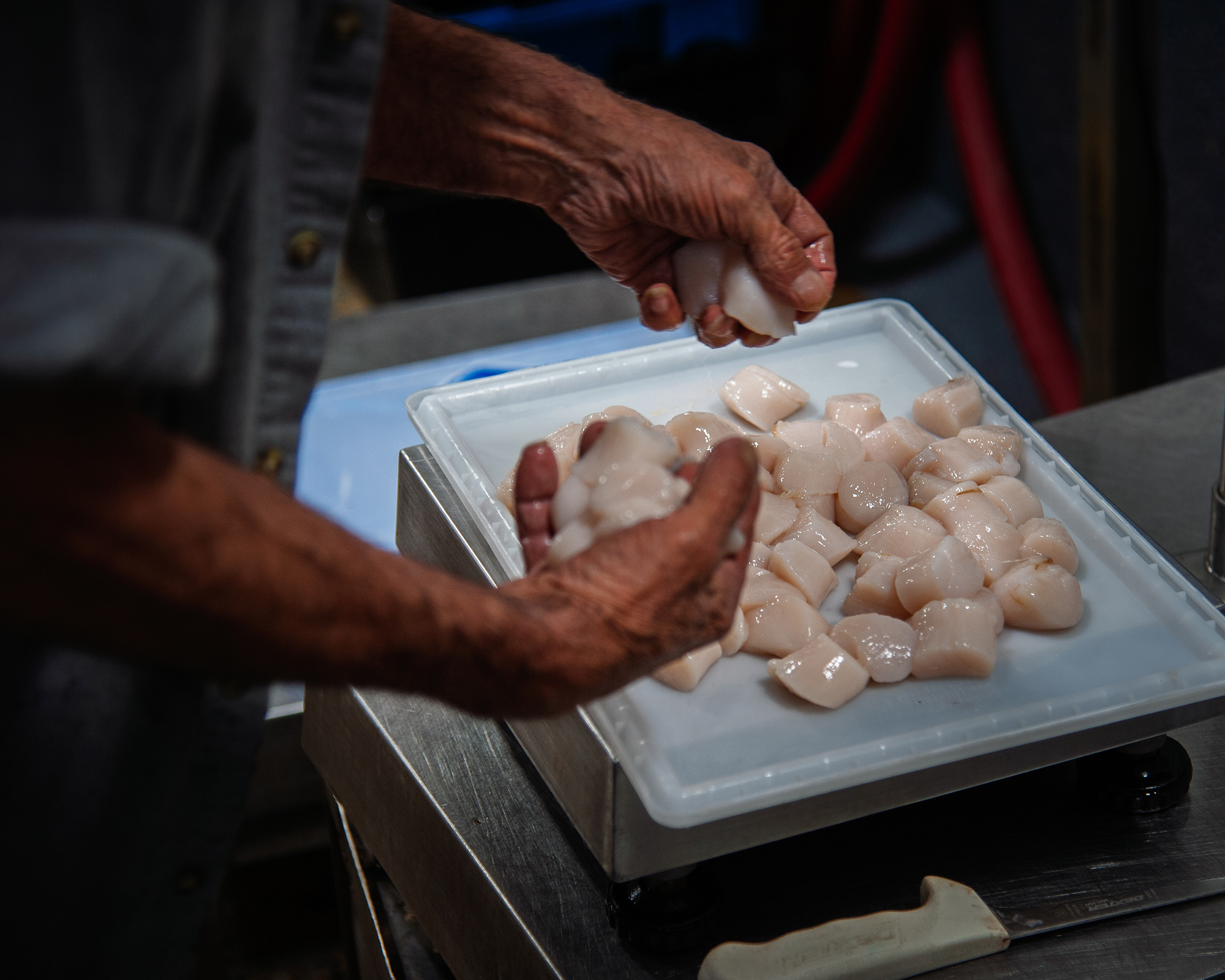 Weighing scallops 2 Weighing scallops