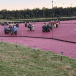 People in the cranberry bog at Boogie at the Bog