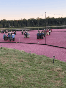 People in the cranberry bog at Boogie at the Bog