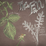 Nature sketches