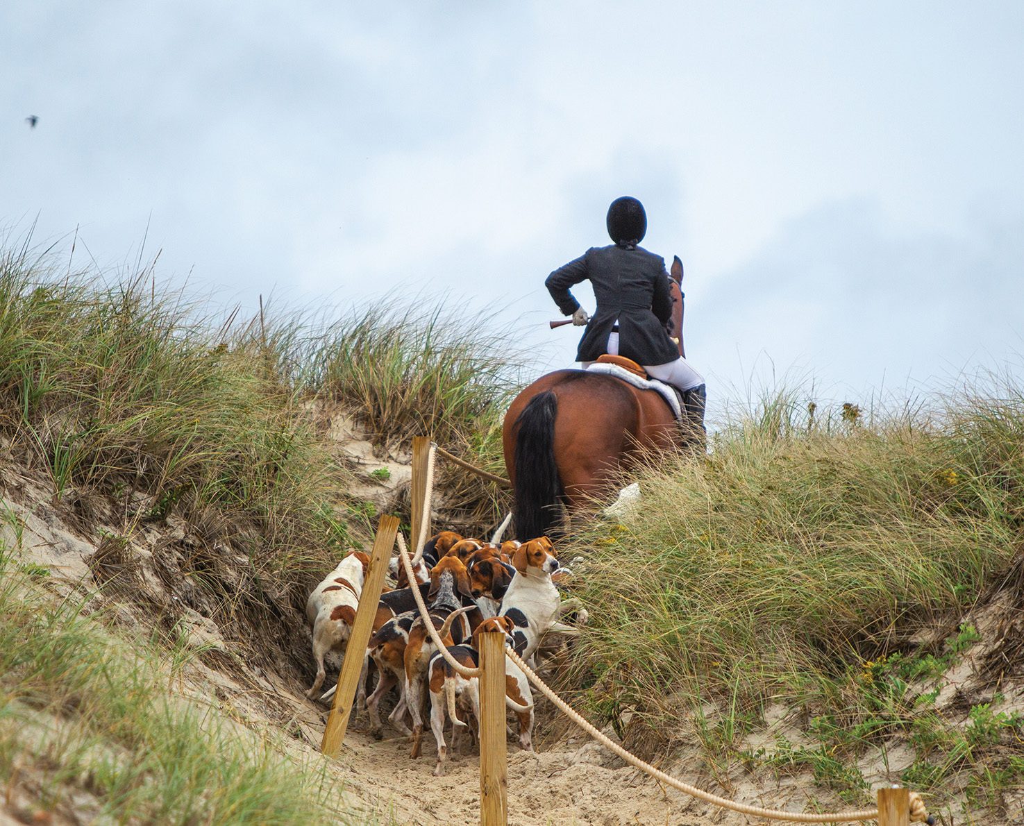 A rider leads hounds onto the beach