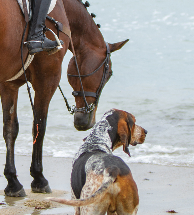 A dog and horse by the water