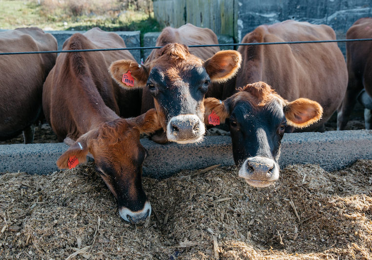 Pine Hill Dairy cows